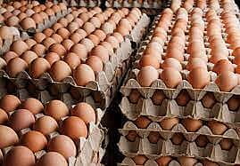EGGS