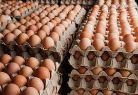 EGGS