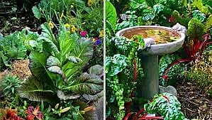 STAFF VEGETABLES