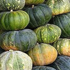 PUMPKIN